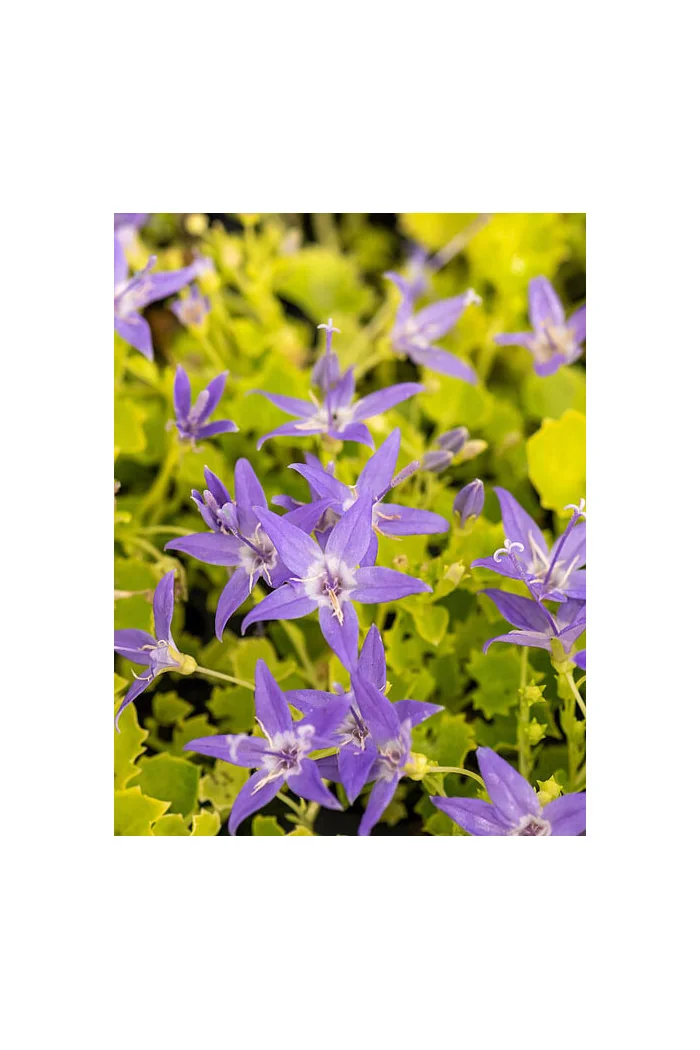 Dzwonek gargański 'Dickson's Gold' | Campanula garganica