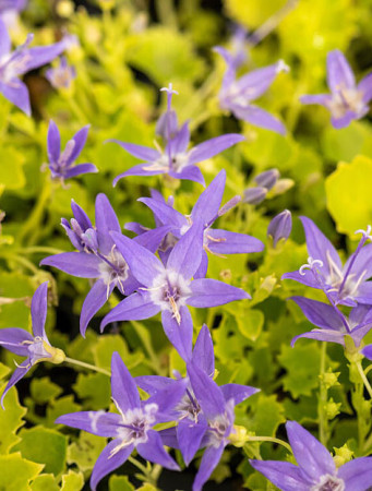Dzwonek gargański 'Dickson's Gold' | Campanula garganica