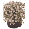 Gipsówka rogownicowata 'Plena'| Gypsophila cerastioides
