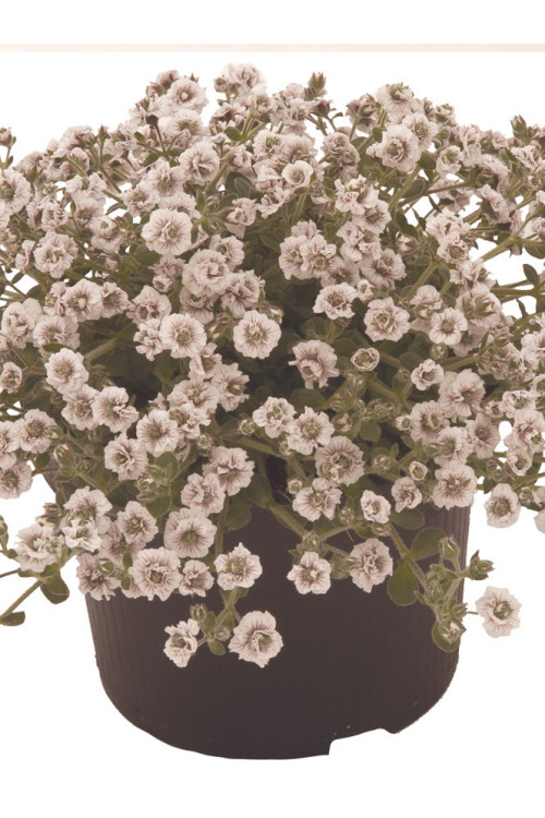Gipsówka rogownicowata 'Plena'| Gypsophila cerastioides
