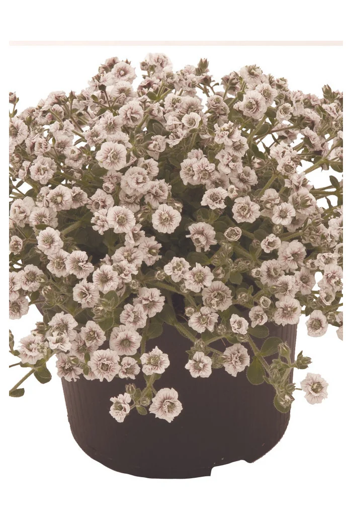 Gipsówka rogownicowata 'Plena'| Gypsophila cerastioides