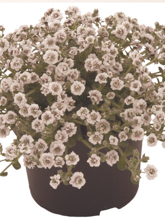 Gipsówka rogownicowata 'Plena'| Gypsophila cerastioides