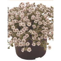 Gipsówka rogownicowata 'Plena'| Gypsophila cerastioides