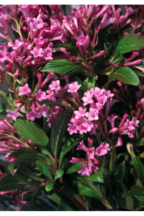 Kalina bodnantska 'Dawn' | Viburnum bodnantense