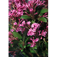 Kalina bodnantska 'Dawn' | Viburnum bodnantense