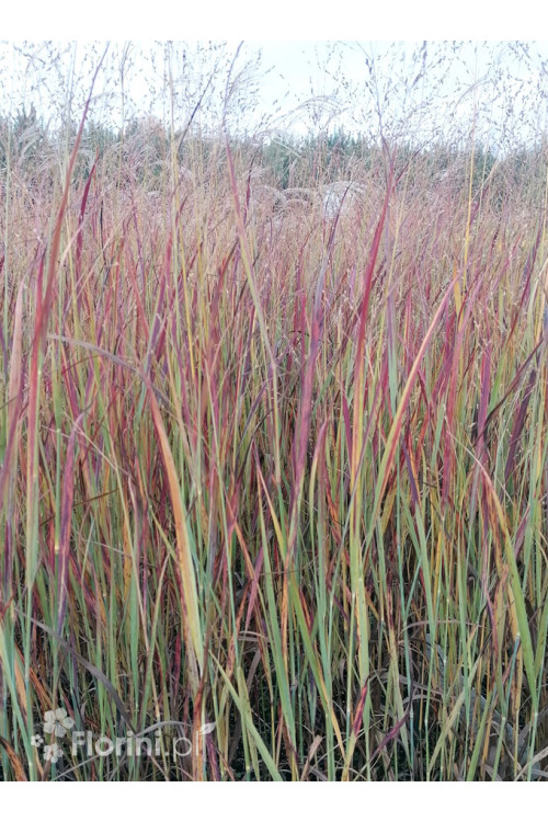 Proso rózgowate 'Nosferatu' | Panicum virgatum