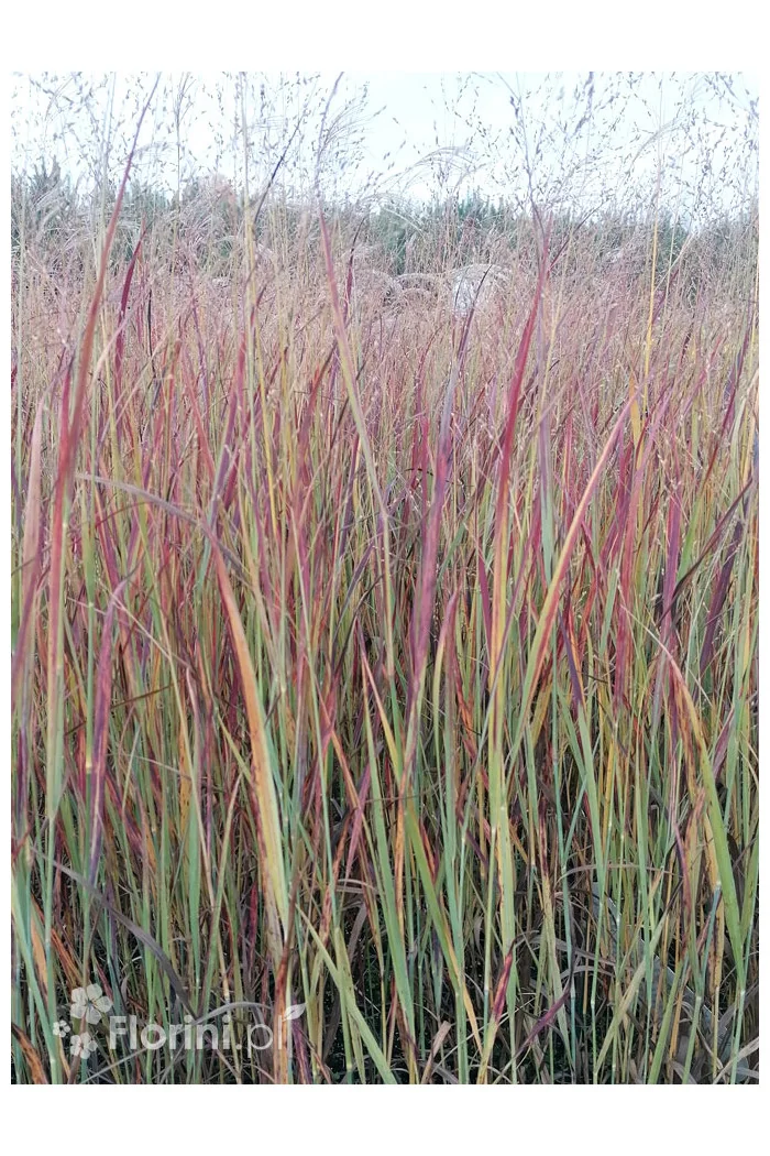 Proso rózgowate 'Nosferatu' | Panicum virgatum