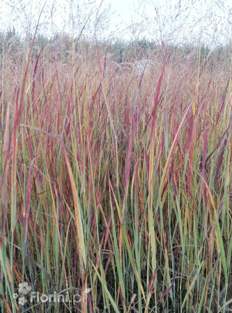 Proso rózgowate 'Nosferatu' | Panicum virgatum