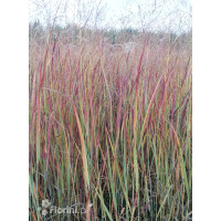 Proso rózgowate 'Nosferatu' | Panicum virgatum