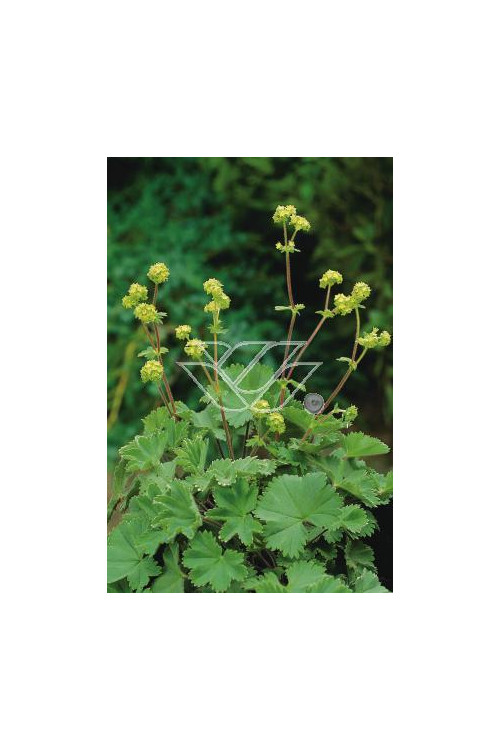 Przywrotnik czerwonostopy Alchemilla erythropoda