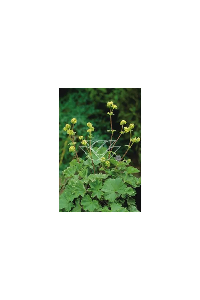 Przywrotnik czerwonostopy Alchemilla erythropoda