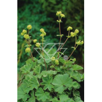 Przywrotnik czerwonostopy Alchemilla erythropoda