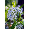 Amsonia nadreńska | Amsonia tabernaemontana