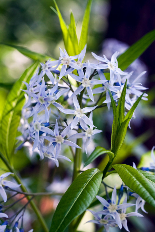 Amsonia nadreńska | Amsonia tabernaemontana