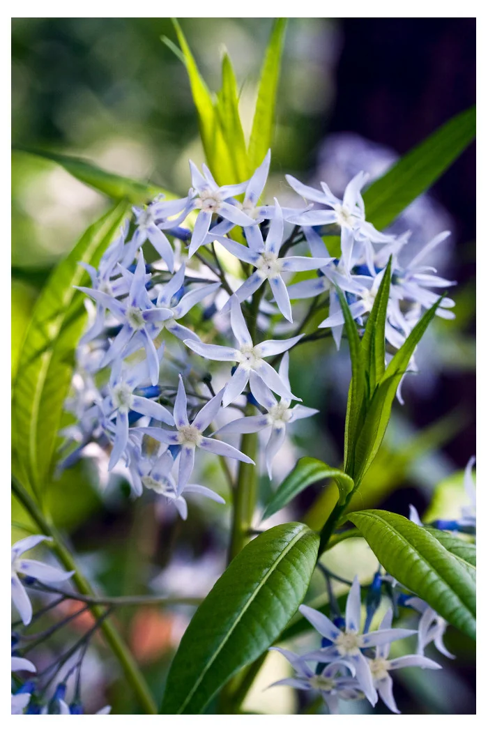 Amsonia nadreńska | Amsonia tabernaemontana