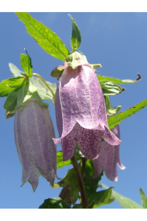 Dzwonek kropkowany 'Plena' Campanula punctata