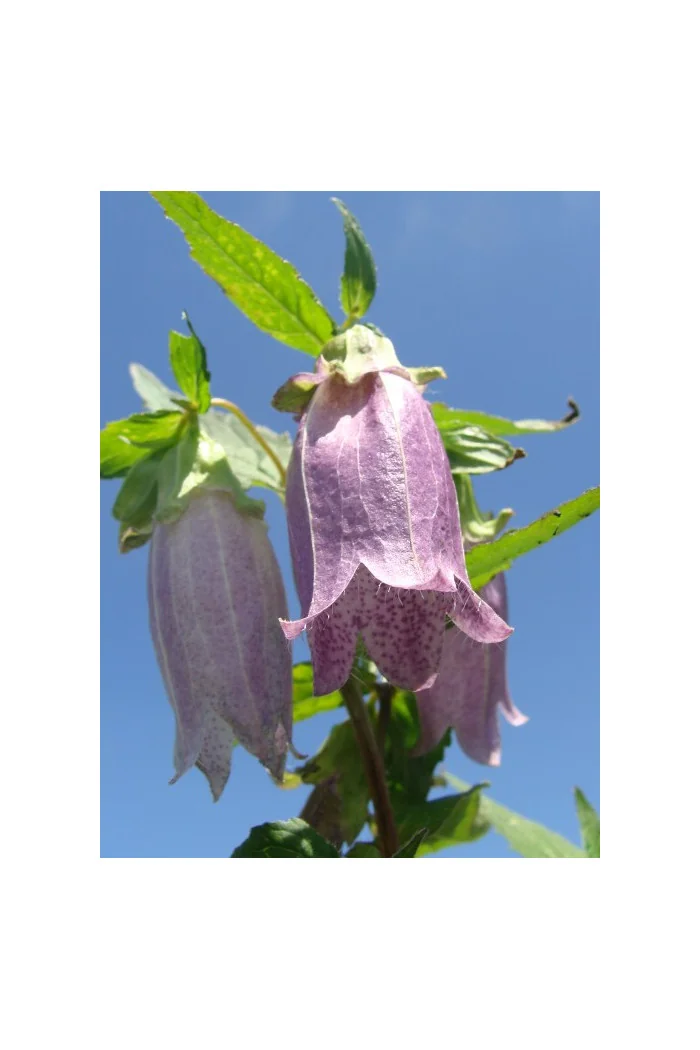 Dzwonek kropkowany 'Plena' Campanula punctata