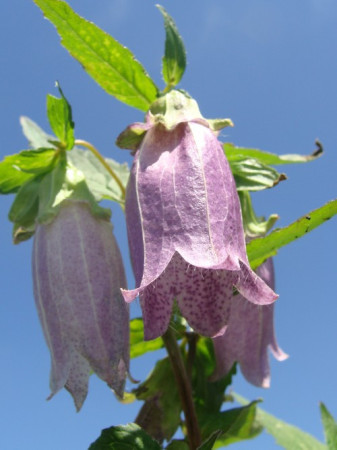 Dzwonek kropkowany 'Plena' Campanula punctata