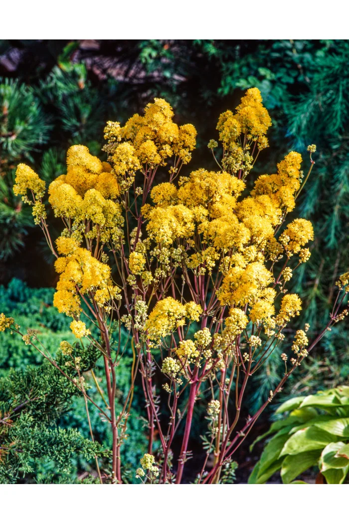 Rutewka żółta | Thalictrum flavum subsp. glaucum
