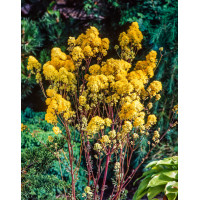 Rutewka żółta | Thalictrum flavum subsp. glaucum