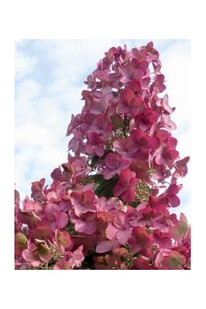 hortensja, hortensja bukietowa, hortensja Mega Mindy, hydrangea, hydrangea paniculata