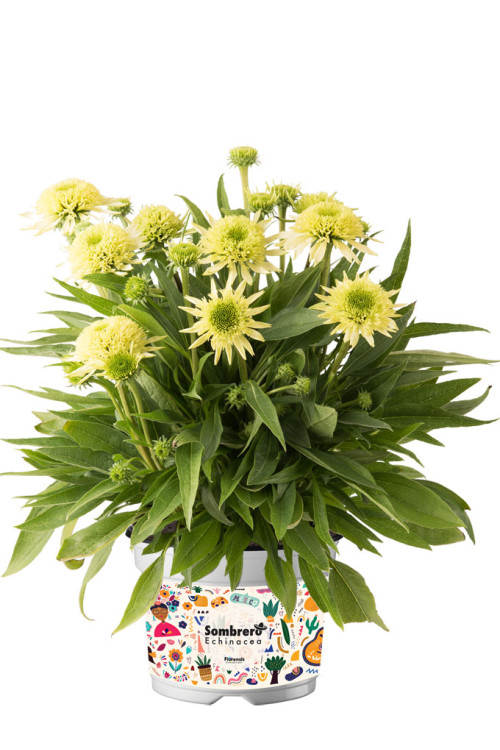Jeżówka 'Sombrero Double Lime' | Echinacea