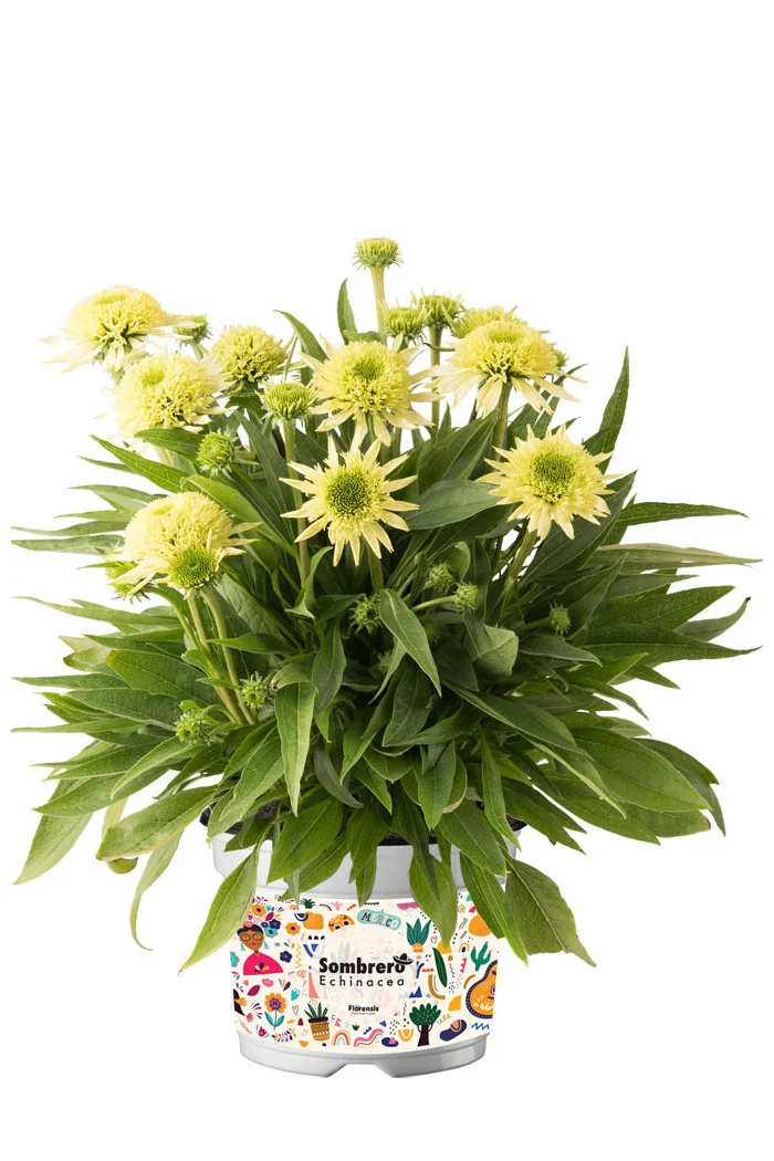 Jeżówka 'Sombrero Double Lime' | Echinacea