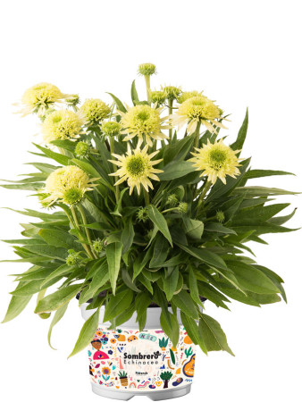 Jeżówka 'Sombrero Double Lime' | Echinacea