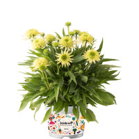 Jeżówka 'Sombrero Double Lime' | Echinacea