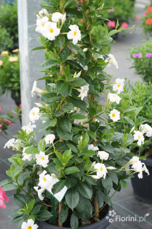 Mandaville (Sundaville) 'Agathe' | Mandaville