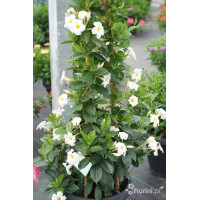 Mandaville (Sundaville) 'Agathe' | Mandaville