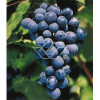 Winorośl 'Alden' | Vitis