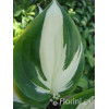 Funkia 'Reversed Patriot' Hosta