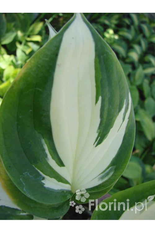 Funkia 'Reversed Patriot' Hosta
