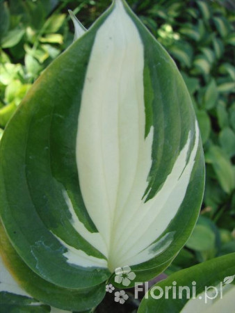 Funkia 'Reversed Patriot' Hosta