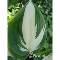 Funkia 'Reversed Patriot' Hosta