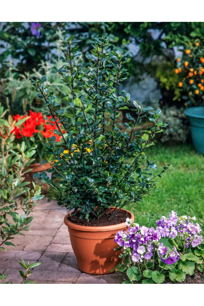Ostrokrzew Meservy 'Blue Girl' (żeński) | Ilex x meserveae