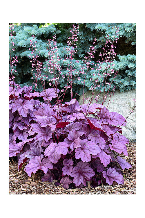 Żurawka 'Pink Panther' | Heuchera