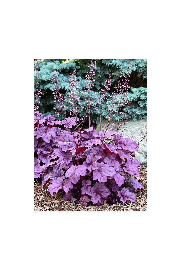 Żurawka 'Pink Panther' | Heuchera