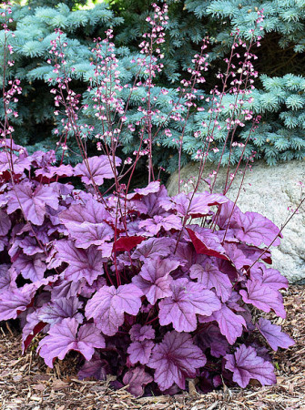 Żurawka 'Pink Panther' | Heuchera