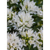 Dzwonek 'Genti White' | Campanula