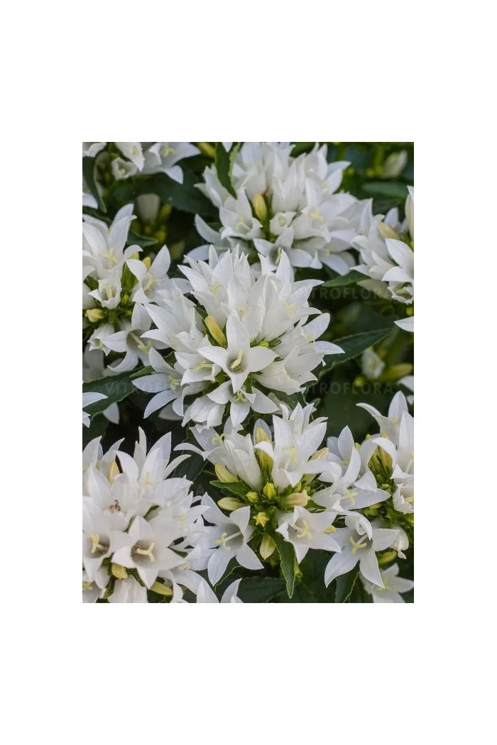 Dzwonek 'Genti White' | Campanula