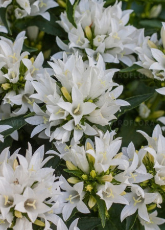 Dzwonek 'Genti White' | Campanula