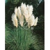 Trawa pampasowa 'Pumila' | Cortaderia selloana