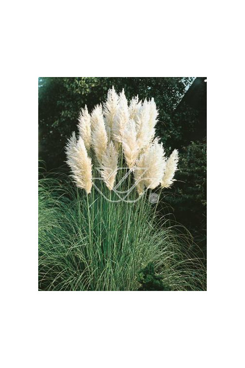 Trawa pampasowa 'Pumila' | Cortaderia selloana