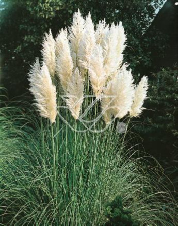 Trawa pampasowa 'Pumila' | Cortaderia selloana