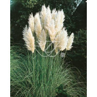 Trawa pampasowa 'Pumila' | Cortaderia selloana