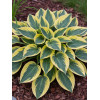 Funkia 'Autumn Frost' | Hosta