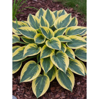 Funkia 'Autumn Frost' | Hosta