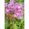 Epimedium wielkokwiatowe 'Lilafee' | Epimedium grandiflorum